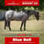 Paardadvertentie