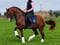 Annuncio cavallo
