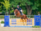 Annuncio cavallo