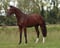 Annonce cheval