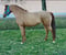 Horse ad