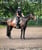 Horse ad
