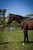 Annonce cheval