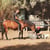 Horse ad