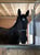 Horse ad