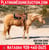 Horse ad
