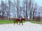 Annuncio cavallo