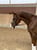 Horse ad