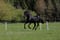 Horse ad