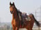 Annonce cheval
