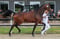 Annuncio cavallo