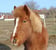 Horse ad