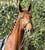 Annonce cheval