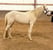 Anuncio de caballos