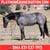 Horse ad