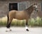 Annuncio cavallo