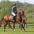 Horse ad