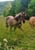 Annuncio cavallo