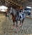Horse ad