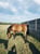 Horse ad