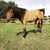 Horse ad