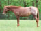 Annuncio cavallo