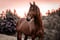 Annuncio cavallo