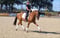 Annuncio cavallo