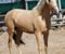 Horse ad