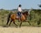Annonce cheval