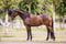 Horse ad
