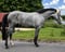 Horse ad