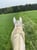 Horse ad