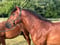 Anuncio de caballos