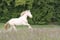 Annuncio cavallo