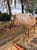 Annuncio cavallo