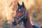 Horse ad