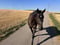 Horse ad