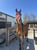 Horse ad