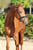 Anuncio de caballos