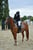 Horse ad
