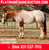 Horse ad