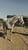 Horse ad