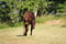 Horse ad