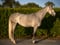 Annuncio cavallo