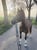 Annuncio cavallo