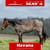 Anuncio de caballos