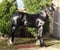 Annuncio cavallo