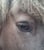 Horse ad