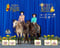 Annuncio cavallo